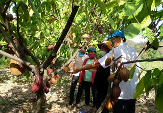 Định hướng phát triển bền vững ngành ca cao Việt Nam