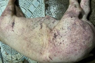 Khởi tố ổ nhóm tuồn lợn chết do dịch vào chợ dân sinh Hà Nội