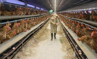 Nâng tầm sức mạnh kinh tế trang trại