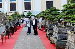 Ninh Bình: Khai mạc triển lãm cây cảnh nghệ thuật cụm Hà Nam năm 2025