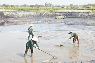 Xử lý dứt điểm tình trạng nuôi tôm trái phép tại Thanh Hóa