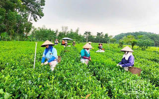 Tín dụng chính sách - 'chìa khóa' then chốt cho công cuộc giảm nghèo ở Thái Nguyên