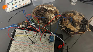 Nấm ăn có thể lưu trữ dữ liệu kỹ thuật số 