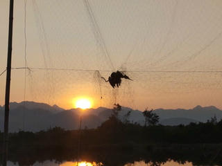 Tăng cường năng lực pháp luật để bảo vệ chim di cư
