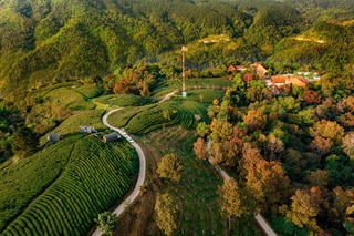 Lạc giữa “vườn trên mây” Kolia (Cao Bằng): Nơi thời gian dừng lại trên những đồi chè xanh