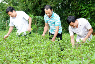 Na dai Chi Lăng, gà đen và sa nhân tím sản phẩm được hưởng chương trình phát triển chuỗi giá trị của Chương trình MTQG