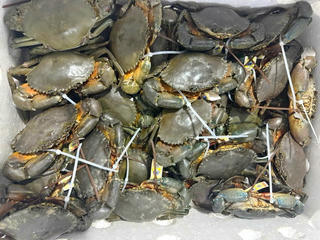 Cà Mau: Đổi mới sáng tạo để phát triển bền vững ngành hàng cua biển