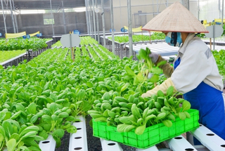 Hà Nội đẩy mạnh phát triển vùng sản xuất nông nghiệp tập trung