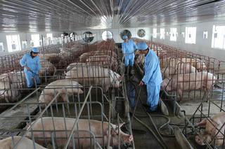 Ninh Bình: Dịch tả lợn Châu Phi còn diễn biến phức tạp

