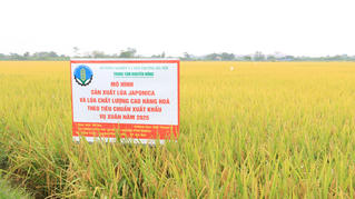 Hà Nội: Nâng tầm sản xuất lúa Japonica và lúa chất lượng cao hướng tới xuất khẩu 