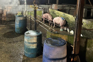 "Thủ phủ" chăn nuôi Đồng Nai siết chặt quản lý giết mổ không phép