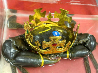 Lưu giữ “Vua cua” tại Ngày hội Cua Cà Mau 2025