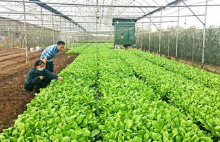 Hà Nội phát triển vùng rau an toàn, hướng tới sản lượng 400.000 tấn/năm