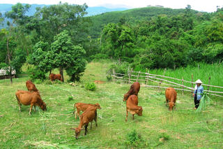Gia Lai phê duyệt hỗ trợ dự án liên kết chăn nuôi tạo sinh kế cho hộ nghèo