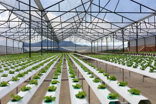 Thúc đẩy doanh nghiệp chung tay giảm nghèo bền vững