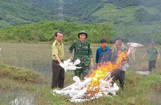 TP Huế tiêu hủy hơn 15.000m lưới bẫy, giải cứu gần 200 chim trời