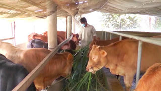 Cà Mau: Hướng tới giảm nghèo bền vững, không còn xã đặc biệt khó khăn vào năm 2030