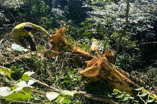 Điều tra vụ 3 cây gỗ quý bị chặt hạ trong rừng đặc dụng Pù Luông