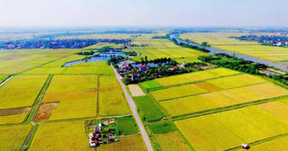 Bắc Ninh áp dụng đơn giá mới về bồi thường cây trồng, vật nuôi