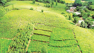 Bản Lầu chuyển mình từ nông nghiệp truyền thống sang vùng sản xuất hàng hóa tập trung