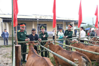 Quân khu 5 trao 200 bò giống sinh sản cho đồng bào xã vùng cao Nam Giang