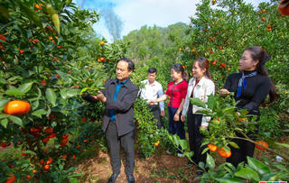 Bảo Hà (Lào Cai) hướng tới nhân rộng các mô hình nông, lâm nghiệp hiệu quả 