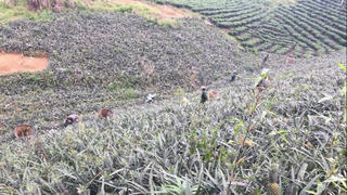 Khi cây dứa trở thành sinh kế bền vững của nông dân xã Bản Lầu (Lào Cai)