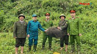 Tuyên Quang tăng cường bảo vệ chim hoang dã, chim di cư