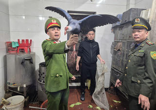 Phát hiện, thu giữ hơn 100 cá thể chim hoang dã bị nuôi nhốt trái phép tại một nhà hàng ở Từ Sơn (Bắc Ninh)