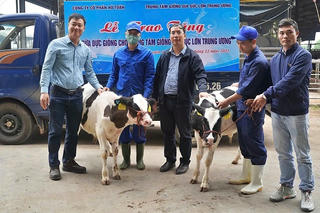 Chia sẻ nguồn gen bò sữa: Cách doanh nghiệp Việt góp lời giải cho bài toán giống