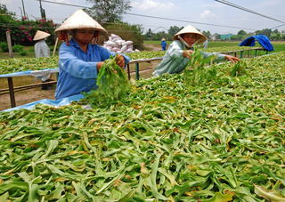 Hợp tác xã Bảo tồn và Phát triển dược liệu Sóc Sơn: Hành trình bảo tồn và nâng tầm giá trị dược liệu Việt