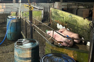 Đồng Nai: Kiểm tra 10 cơ sở giết mổ động vật, phát hiện 8 cơ sở vi phạm