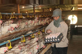 Tìm giải pháp phát triển kinh tế trang trại gắn với liên kết chuỗi