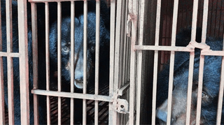 Đẩy mạnh chiến dịch toàn diện chấm dứt hoàn toàn hoạt động nuôi nhốt gấu tại Thủ đô