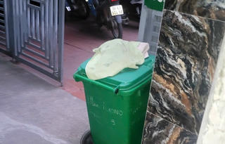 Xác minh vụ bé sơ sinh tử vong được phát hiện trong thùng rác