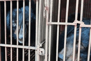 Đẩy mạnh chiến dịch chấm dứt hoạt động nuôi nhốt gấu tại Thủ đô