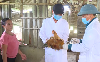 Bắc Ninh triển khai phòng, chống dịch bệnh gia súc, gia cầm và thủy sản năm 2026