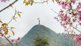 Lần đầu tổ chức Lễ hội hoa mai anh đào tại Lũng Cú