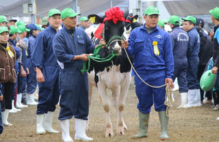 Hoa hậu bò sữa trên cao nguyên Mộc Châu năm 2026: Tôn vinh nghề chăn nuôi 