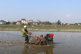 Không khí sản xuất rộn ràng đầu năm mới trên đồng ruộng Quảng Trị