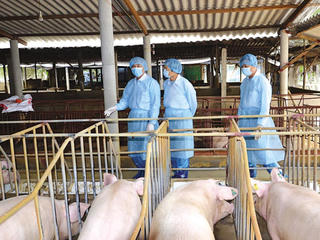 Đắk Lắk: Đề nghị rà soát, xử lý nghiêm các cơ sở chăn nuôi đã hoạt động nhưng chưa đầy đủ hồ sơ