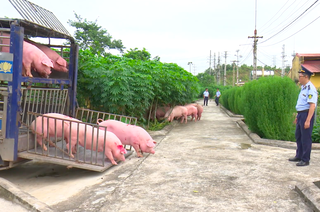 Bắc Ninh tăng cường kiểm dịch, kiểm soát giết mổ bảo đảm an toàn dịch bệnh dịp Tết Nguyên đán Bính Ngọ 2026