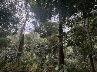 Trồng rừng không thể chỉ dừng lại ở việc trồng cây
