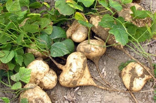 Bộ Y tế yêu cầu điều tra vụ ngộ độc hạt củ đậu ở Ninh Bình khiến 6 người nhập viện