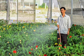 Quảng Trị: Làng hoa An Lạc tất bật vào vụ Tết