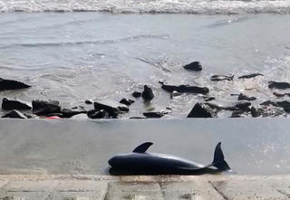 Phát hiện xác cá voi trôi dạt vào bờ biển ở Quảng Trị