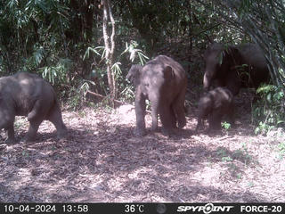 10 năm hành trình vì loài voi