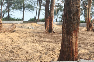 Xử lý công trình trái phép, khôi phục rừng dương bị xâm hại ở xã Hòa Trạch (Quảng Trị)