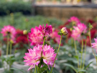 Đồng Chè (Hoành Bồ): Điểm đến của tín đồ yêu hoa tại Quảng Ninh