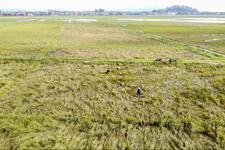 Thanh Hóa chi gần 118 tỷ đồng hỗ trợ khôi phục sản xuất nông nghiệp sau bão